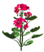 Цветы в PNG