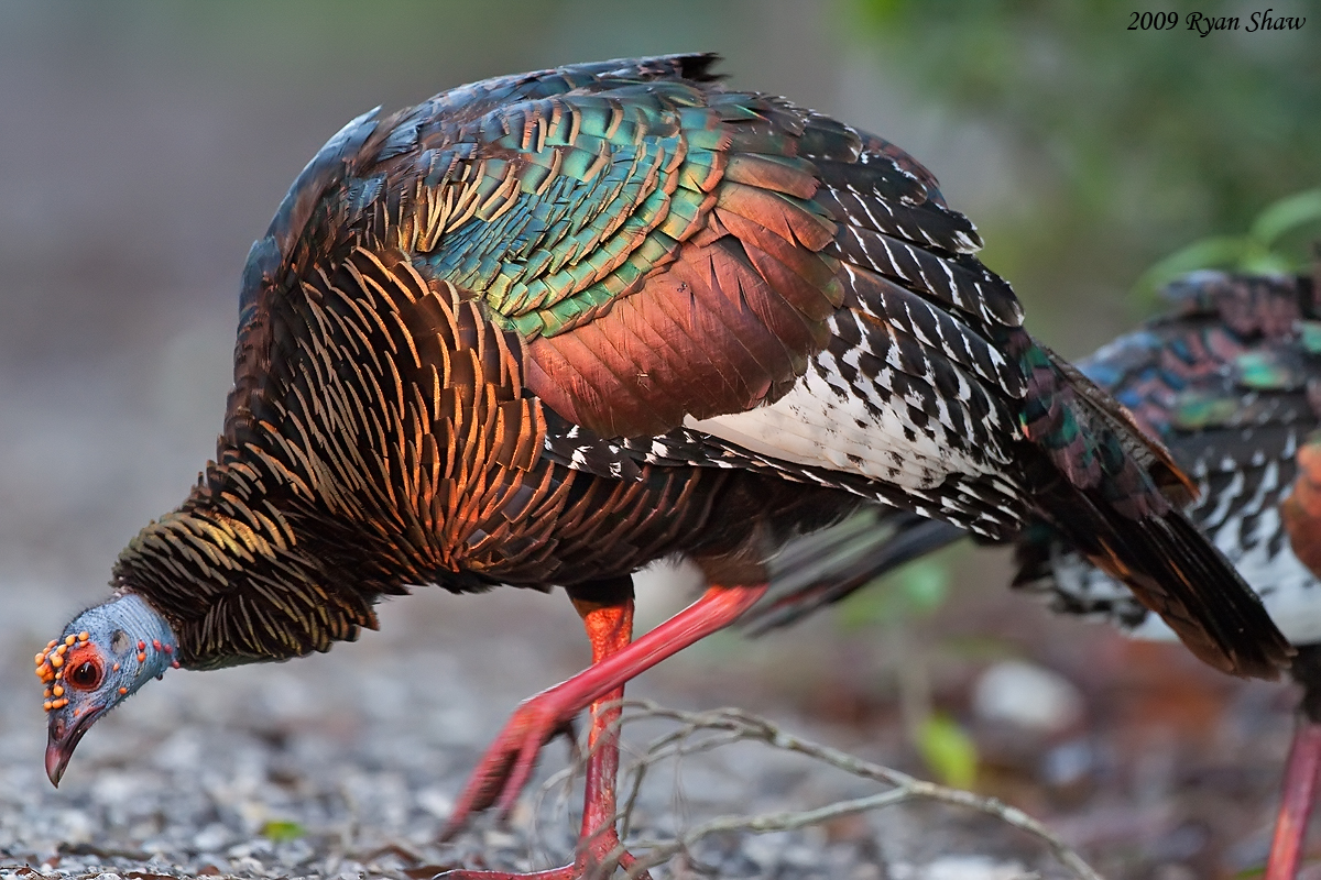 Индейка обыкновенная meleagris gallopavo